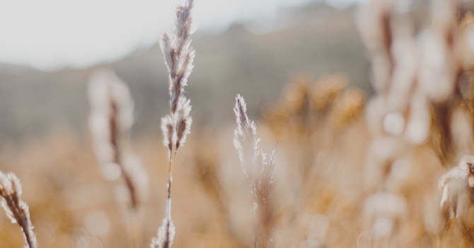 Teen Counselling - Virtual