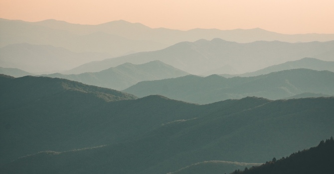 Canine Support Sessions - With Willow