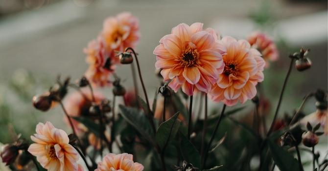 Teen Counselling - In-Person & Virtual