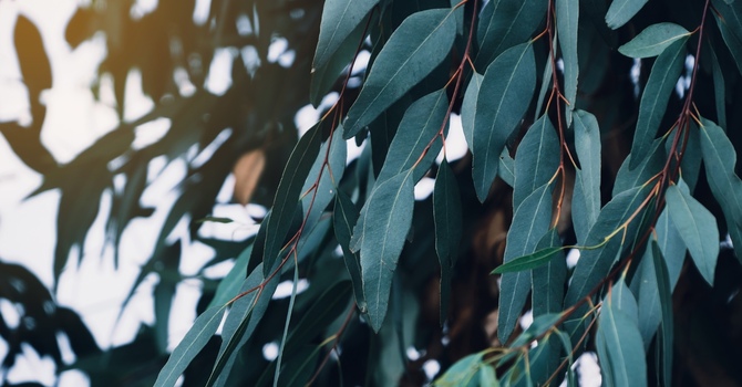 Teen Counselling - Virtual